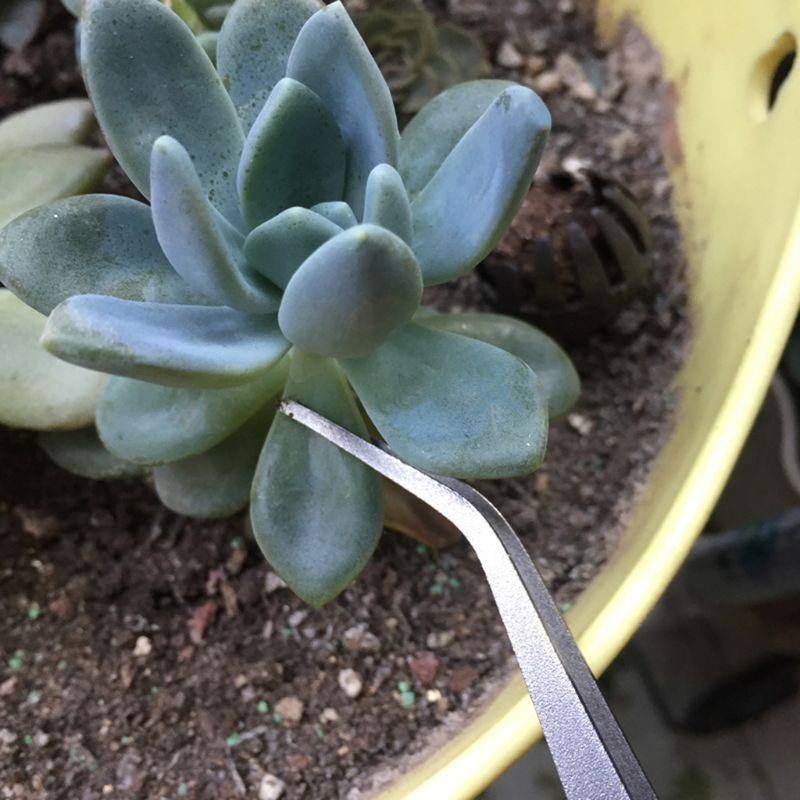 D8KF Durable Gardening Rake Mi - Bonsai Garden Shop reseña y precio