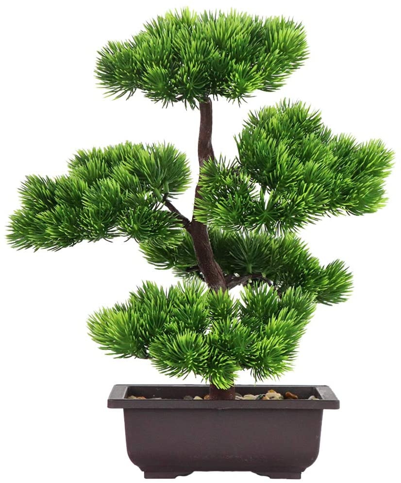 Japanese Pine Bonsai Plant for - Bonsai Tree Zen Garden reseña y precio