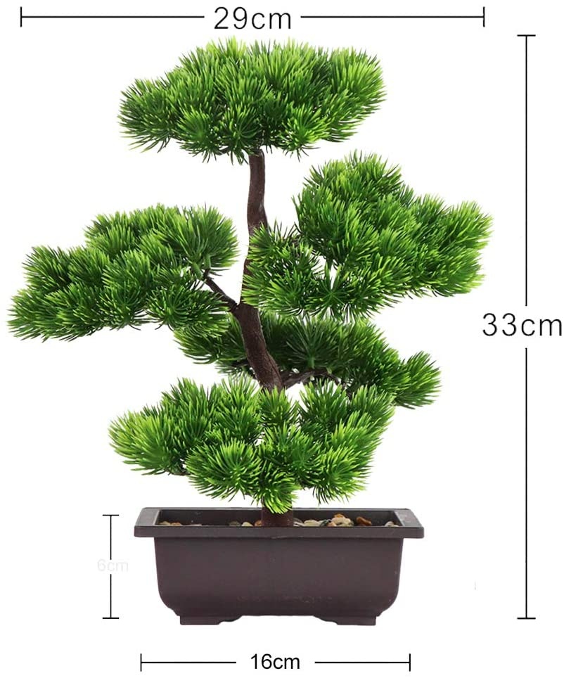 Japanese Pine Bonsai Plant for - Bonsai Tree Zen Garden reseña y precio