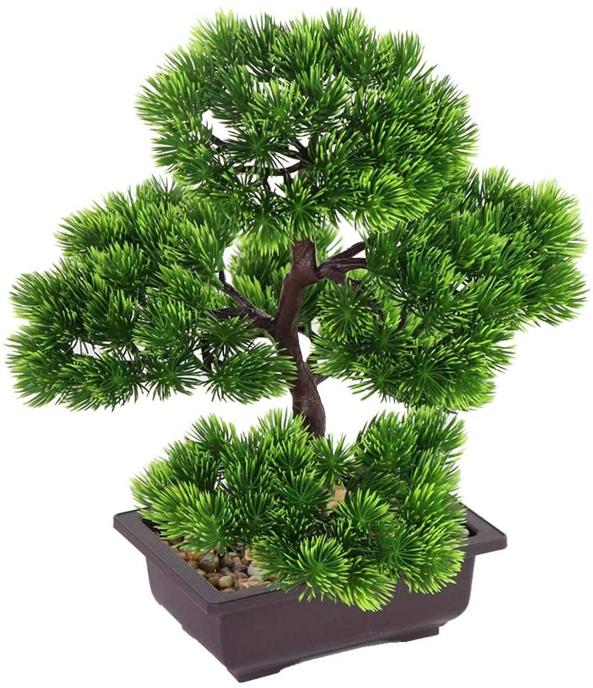 Japanese Pine Bonsai Plant for - Bonsai Tree Zen Garden reseña y precio