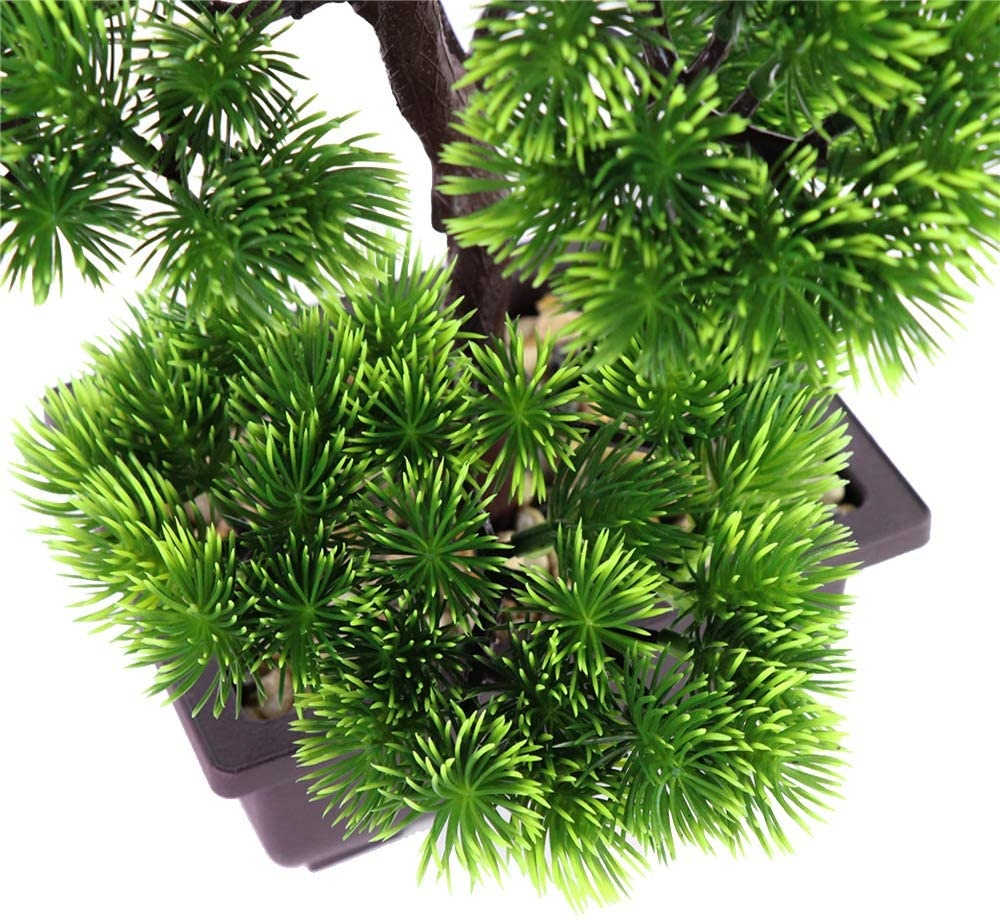 Japanese Pine Bonsai Plant for - Bonsai Tree Zen Garden reseña y precio