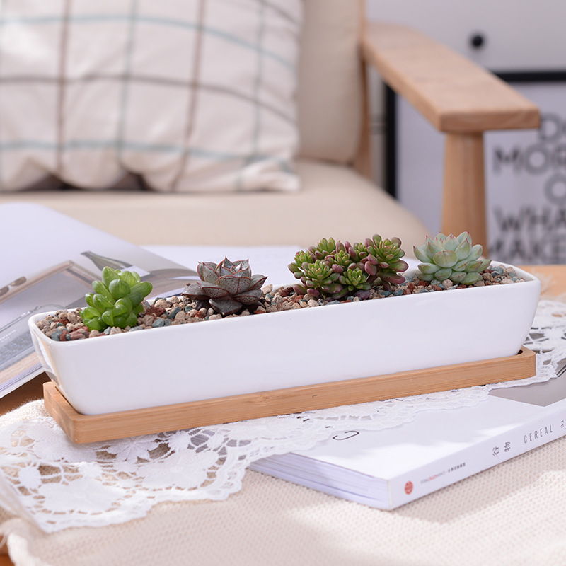 Long Rectangle White Ceramic S - Bonsai Tree Zen Garden reseña y precio