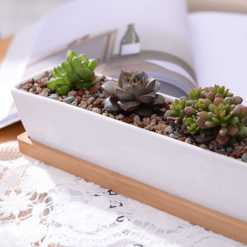 Long Rectangle White Ceramic S - Bonsai Tree Zen Garden reseña y precio