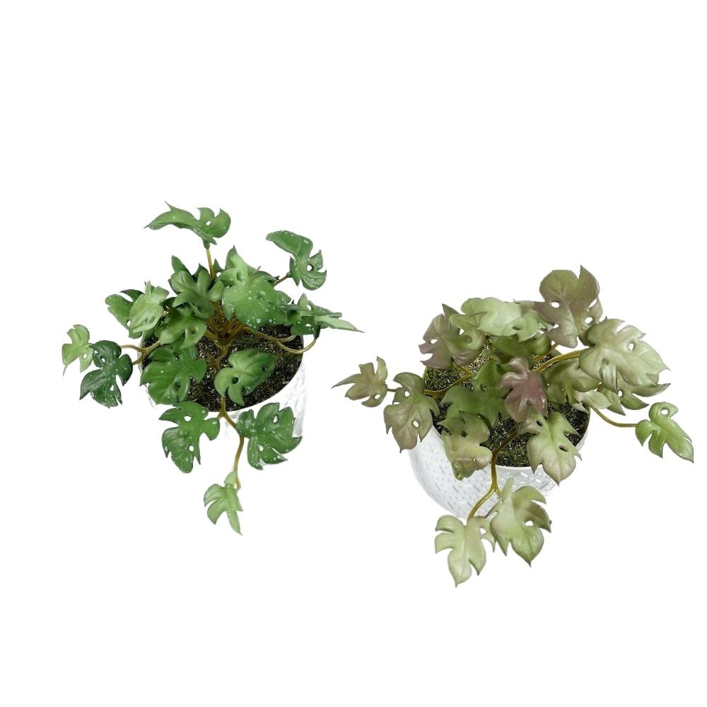 Green Garden Home Shop for Win - Bonsai Garden Shop reseña y precio