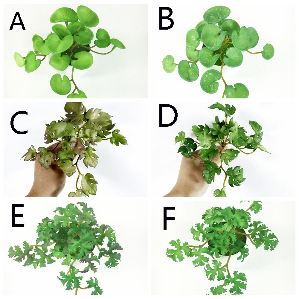 Green Garden Home Shop for Win - Bonsai Garden Shop reseña y precio