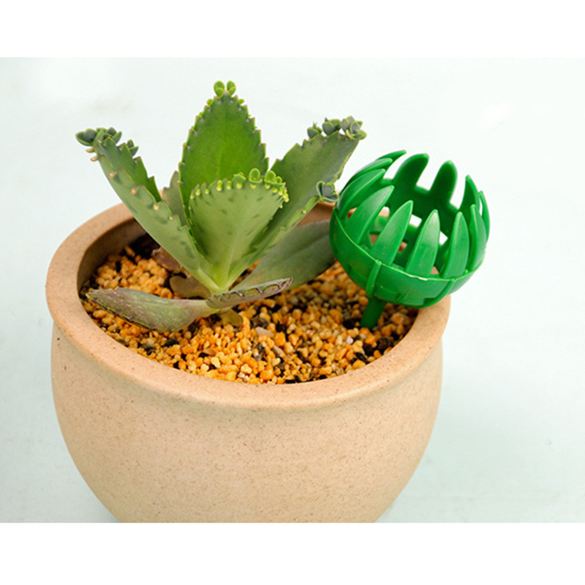 50Pcs Premium Plastic Fertiliz - Us Bonsai Garden reseña y precio