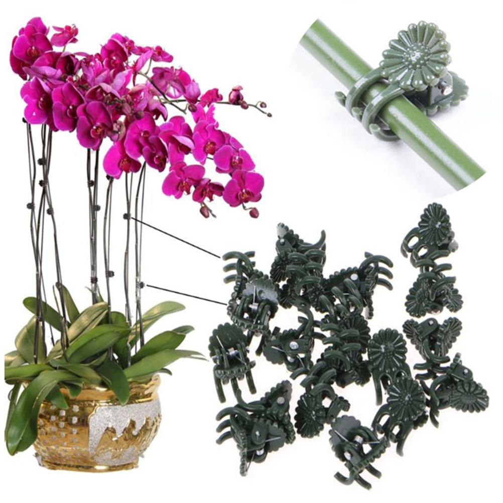 100Pcs Ladybug Shaped Orchid C - Us Bonsai Garden reseña y precio