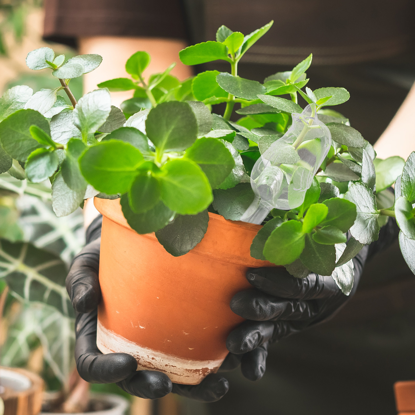 Glass Self-Watering Globes Aut - Us Bonsai Garden reseña y precio