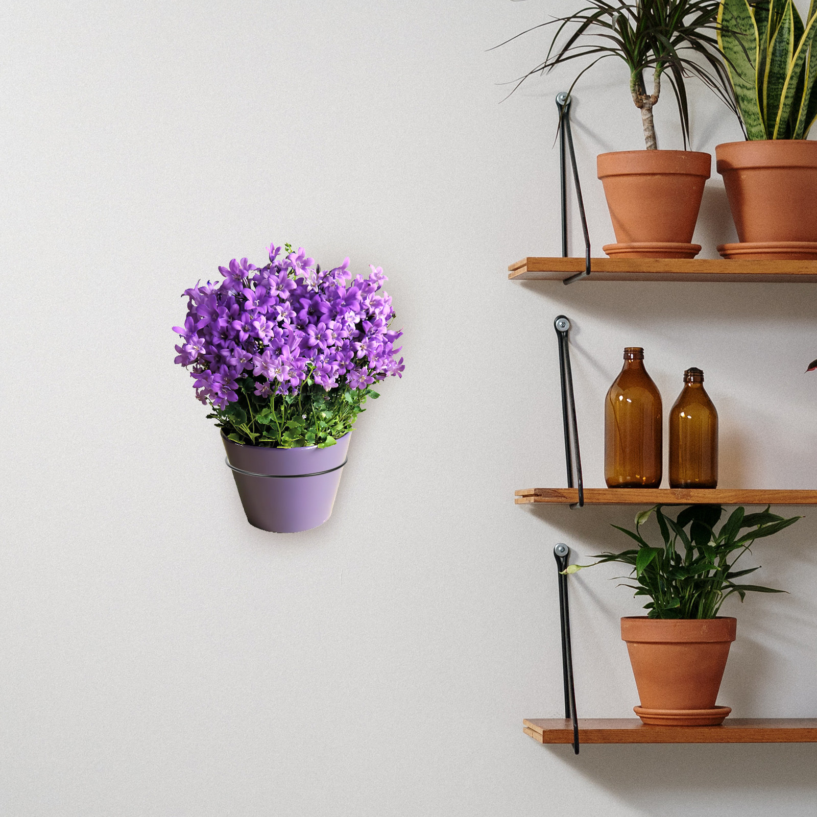 Iron Wall-Mounted Flowerpot Ra - Us Bonsai Garden reseña y precio